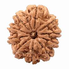 (Nepali) 10 Mukhi Rudraksha