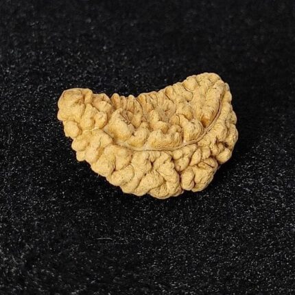 (Nepali)1 Mukhi Rudraksha